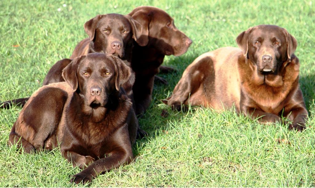 Gite Labradors De Bailly - Giverny Saint-Pierre-la-Garenne Exteriér fotografie
